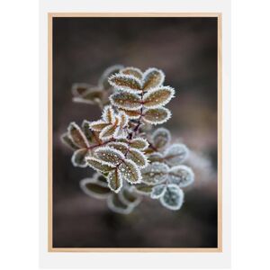 Bildverkstad Frosty Rose Petals Plakat (70x100 Cm)