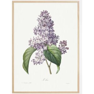 Bildverkstad Lilac Flower Plakat (21x29.7 Cm (A4))