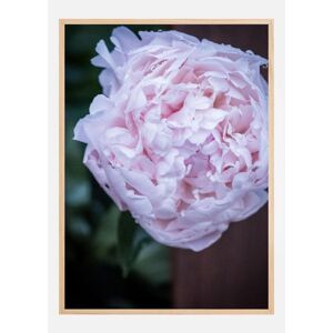 Bildverkstad Peony I Plakat (50x70 Cm)