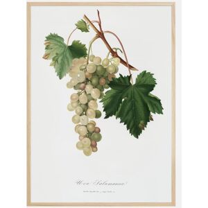 Bildverkstad Grapes I Plakat (21x29.7 Cm (A4))