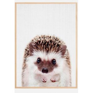 Bildverkstad Peekaboo Hedgehog Plakat (50x70 Cm)