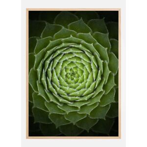 Bildverkstad Succulent Plakat (50x70 Cm)