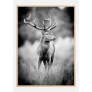Bildverkstad Deer With Horns Plakat (50x70 Cm)
