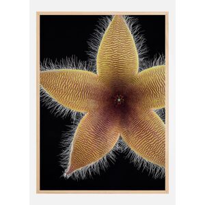 Bildverkstad Stapelia Grandiflora Plakat (30x40 Cm)