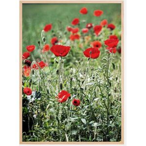 Bildverkstad Poppy Fields Plakat (70x100 Cm)