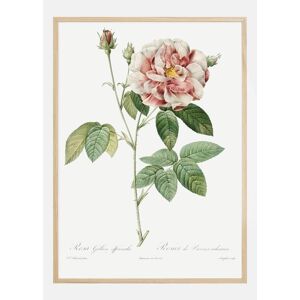 Bildverkstad Rose Plakat (21x29.7 Cm (A4))