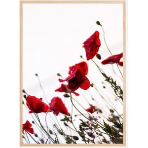 Bildverkstad Poppy Plakat (50x70 Cm)