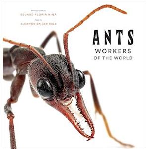 Eleanor Spicer Rice Ants: Workers Of The World