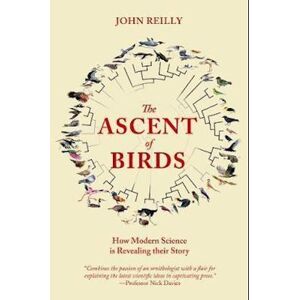 John Reilly The Ascent Of Birds