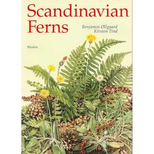 Benjamin Øllgaard Scandinavian Ferns