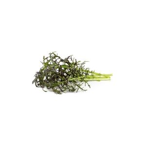 Click and Grow Click & Grow SGR77x3, Spiselig plante, Leaf mustard (Red Frill), Startsæt, 7 - 14 dage, 18 - 24 °C, 3 stk