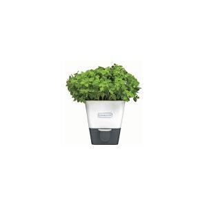 Cole & Mason H105249, Potteplante, Fritstående, Kulstofstål, Grå, Hvid, Indendørs, 125 mm