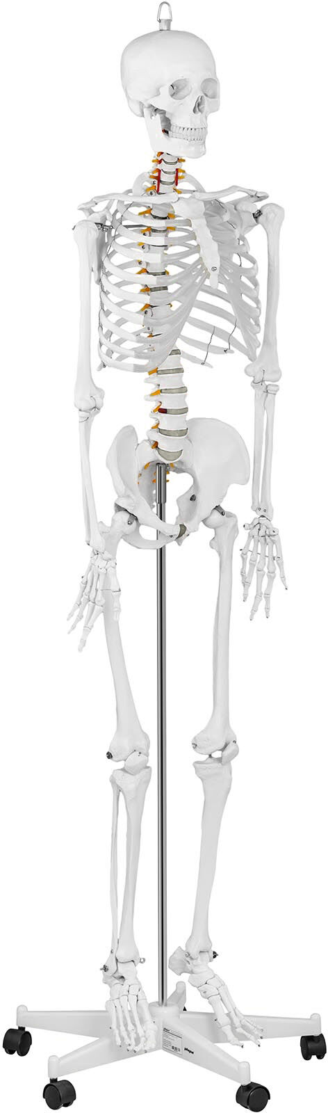 physa Skeletmodel PHY-SK-1 - naturlig størrelse physa Skeletmodel PHY-SK-1 - naturlig størrelse