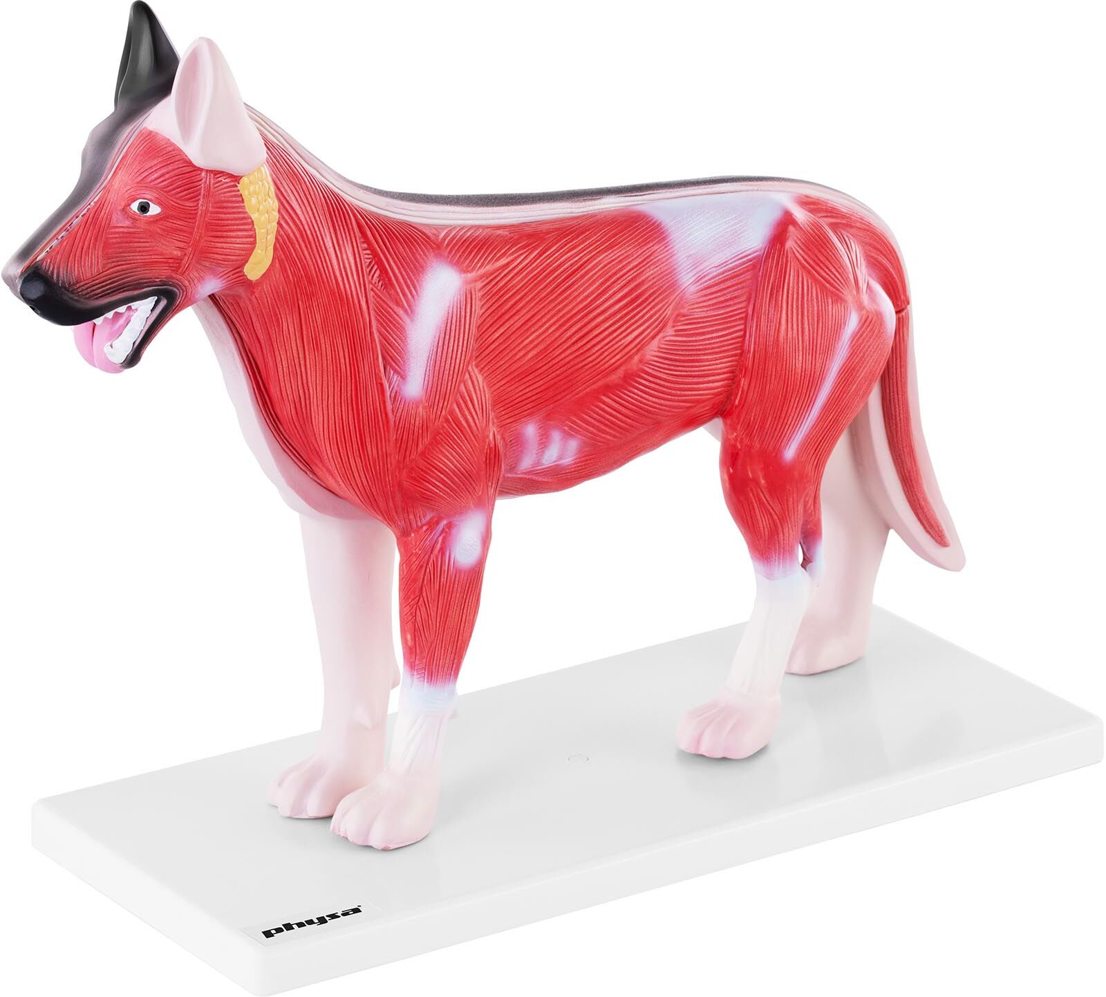 physa Anatomisk model af hunden physa Anatomisk model af hunden