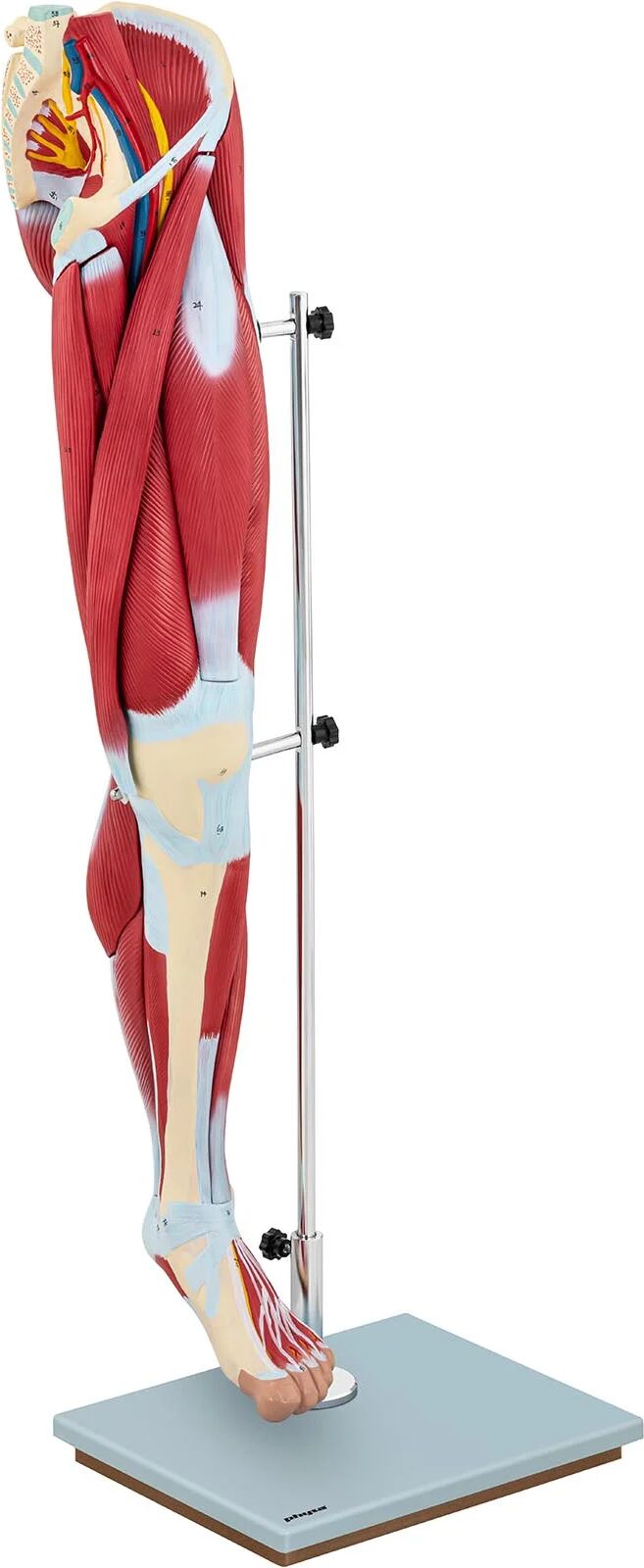 physa Ben-model - benmuskulatur - farvelagt physa Ben-model - benmuskulatur - farvelagt