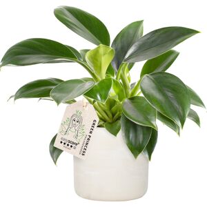 Plantas Philodendron Green Princess, Inkl. Potte, 6 Stk