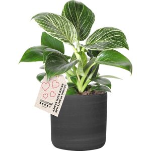 Plantas Philodendron White Measure, Inkl. Potte, 6 Stk