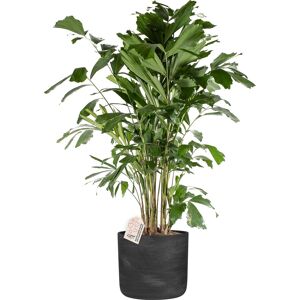 Plantas Caryota Mitis, Inkl. Sort Potte, 1 Stk