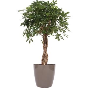 Plantas Schefflera Compacta, Inkl. Beige Potte, 1 Stk