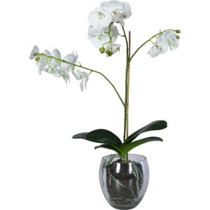 Götessons Orkide, Inkl. Glaskrukke, H65 Cm, Hvid