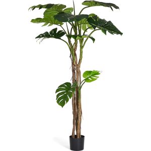 4EverGreen Monstera Plante H180 Cm