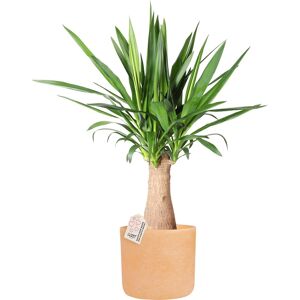 Plantas Yucca, Inkl. Terracotta Potte, 2 Stk