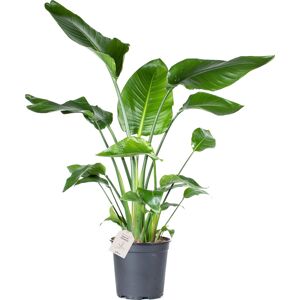 Plantas Strelitzia Nicolai, Uden Potte, 2 Stk