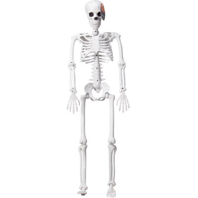 Koopman Halloween-Skelet 90 Cm Koopman Halloween-Skelet 90 Cm