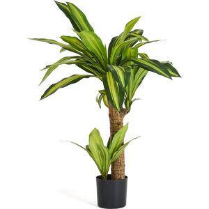 4EverGreen Dracena Plante Inkl. Potte, 80 Cm