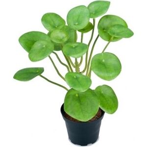 No-Name Pilea H25cm