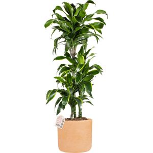 Plantas Dracaena Gold Coast, Inkl. Terracotta Pot, 2 Stk