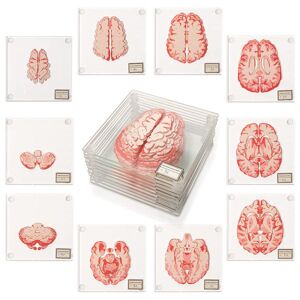 TG Anatomisk hjerneprov underlägg-presenter for medicinsk