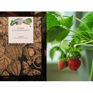 Magic Garden Seeds - Old Strawberry Species