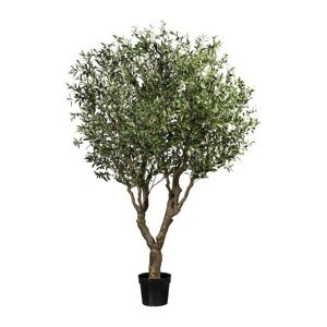 Oliventræ Teo, H 2400 mm, sort indvendig krukke
