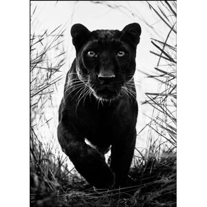 Printi Bagheera black leopard Plakat