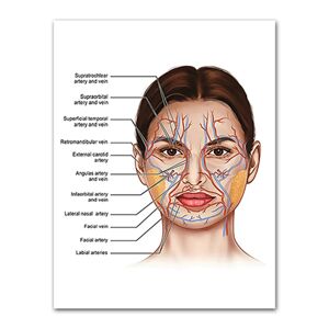 Puro Plakat - Anatomi af kvindens ansigt