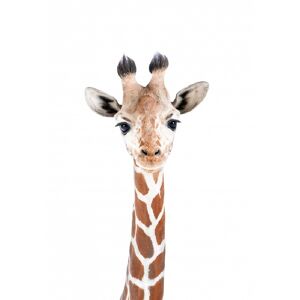 Kathrin Pienaar Baby Giraffe - 50x70 cm