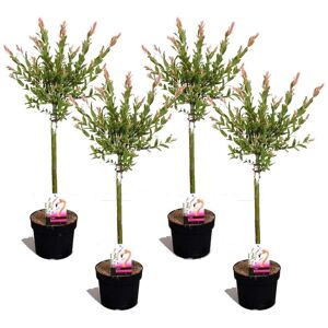 Plant in a Box Salix Flamingo Stamme M - Sæt med 4 - Haveplante - Busk - ø17 - Højde 60 cm