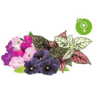 Click and Grow Smart Garden Refill 9-pack livlig blomstermix