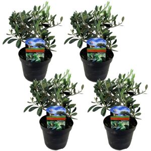 Plant in a Box Olea Europaea - Sæt med 4 - Olivenbusk - ⌀14cm - Højde 25-40 cm