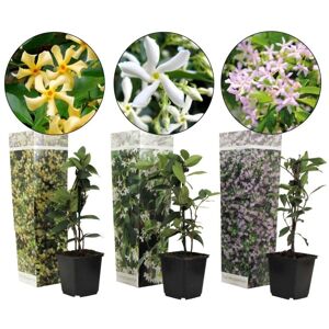 Plant in a Box Trachelospermum jasminoides - Blanding af 3 jasmin - ⌀9cm - Højde 25-40 cm
