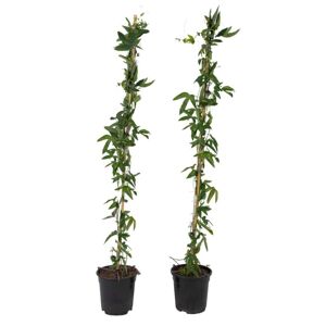 Plant in a Box Passiflora 'Constance Elliot' XL - 2 stk - Passionsblomst - ⌀17cm - H110-120 cm