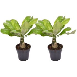 Plant in a Box Brighamia insignis - Sæt med 2 - Stueplante - ø12cm - Højde 25-35cm