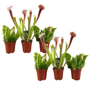 Plant in a Box Sarracenia 'trompetkander' - Blanding af 6 - Stueplante - ø5,5cm - Højde 15-20cm