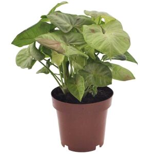 Plant in a Box Sygonium 'Milk Confetti' - Stueplante - Gåsefod - ø12cm - Højde 20-30cm
