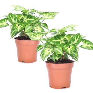 Plant in a Box Sygonium 'Pixie' - Sæt med 2 - Stueplante - Gåsefod - ø12cm - Højde 25-40cm
