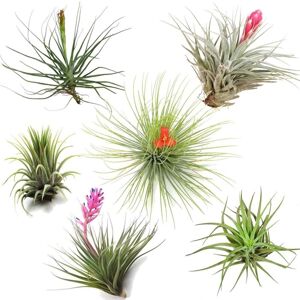 Plant in a Box Tillandsia luftplanter - Sæt med 6 - ø5cm - Højde 5-15cm