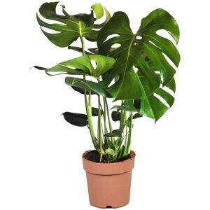 Plant in a Box Monstera deliciosa - Fingerphilodendron - ø21cm - Højde 70-80 cm