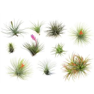 Plant in a Box Tillandsia - Blanding af 10 - Luftplanter - Højde 5-15 cm