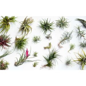 Plant in a Box Tillandsia - Blanding af 24 - Luftplanter - Højde 5-15 cm